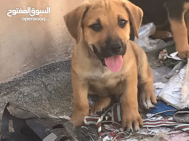 مكس بيتبول وجيرمن للبيع