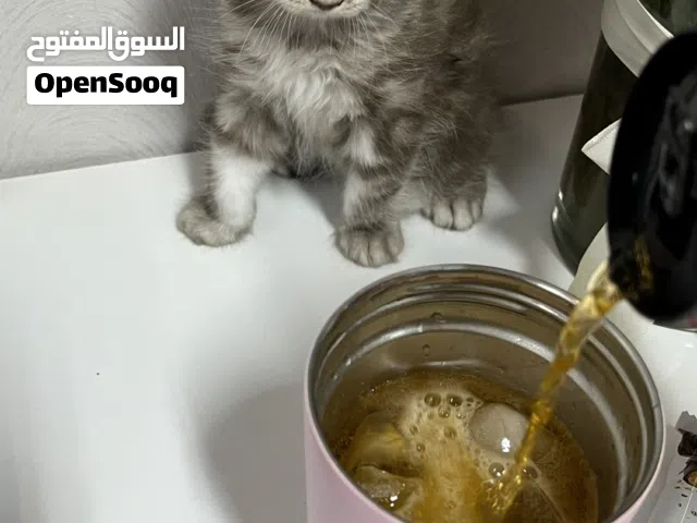 للبيع / ذكر