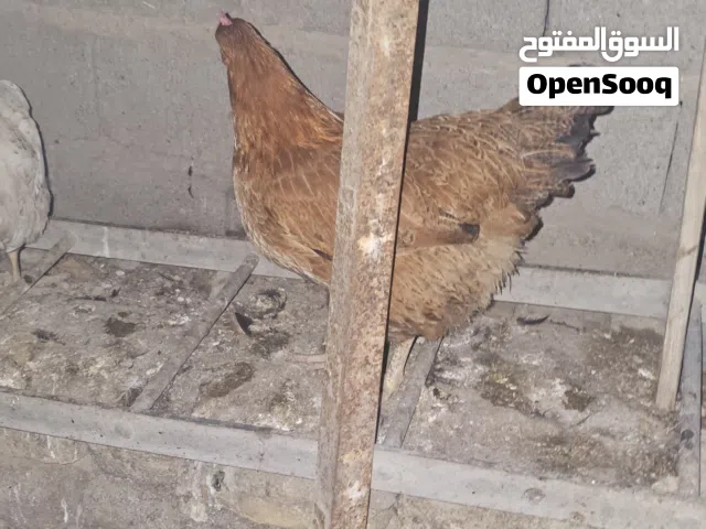 دجاج البيع