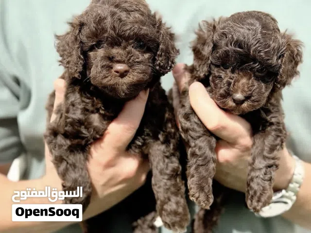 (Toy poodle) tabby