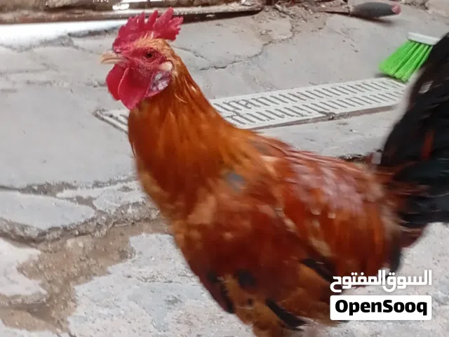 دجاج عرب اقرى الوصف