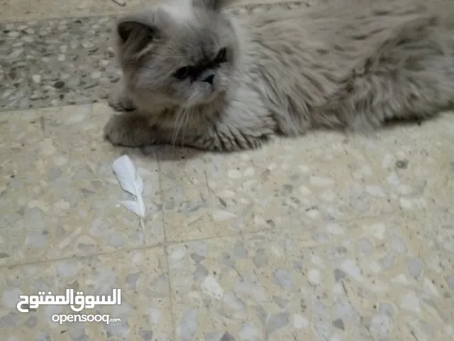 جوز قطط للبيع