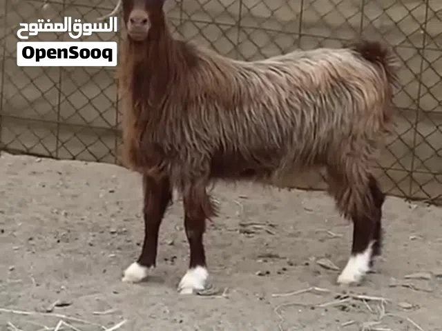 شاه امورها فوق الطيبه للبيع