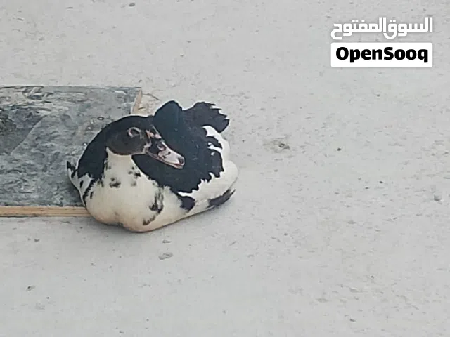 Muscovy duck 5pis