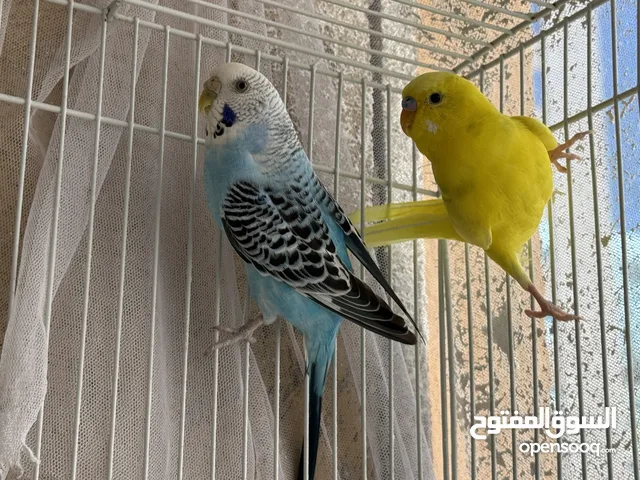 طيور بادجي + مستلزمات طيور