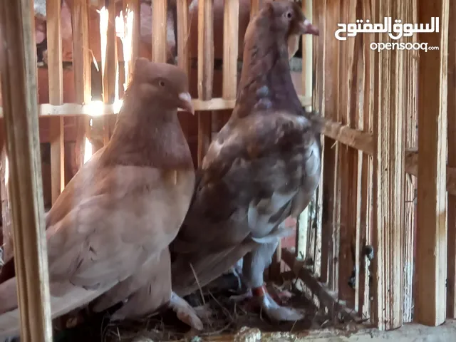 جوز حلبي قص شغال
