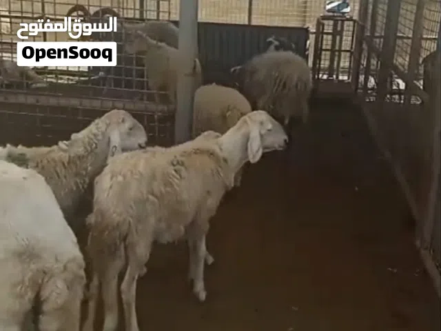 مزارع حصاد لبيع جميع انواع