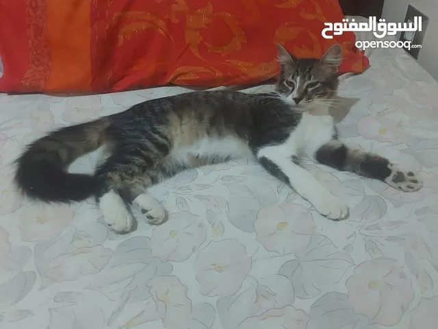 قط منزلي نرويجي للبيع هادئ و مرح