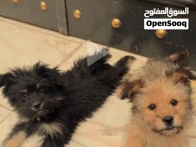 كلاب شيتزو
