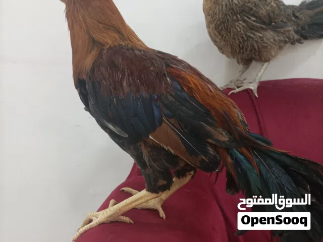 للبيع ديك ودجاجه الموقع صلاله غير قابل للتفاوض