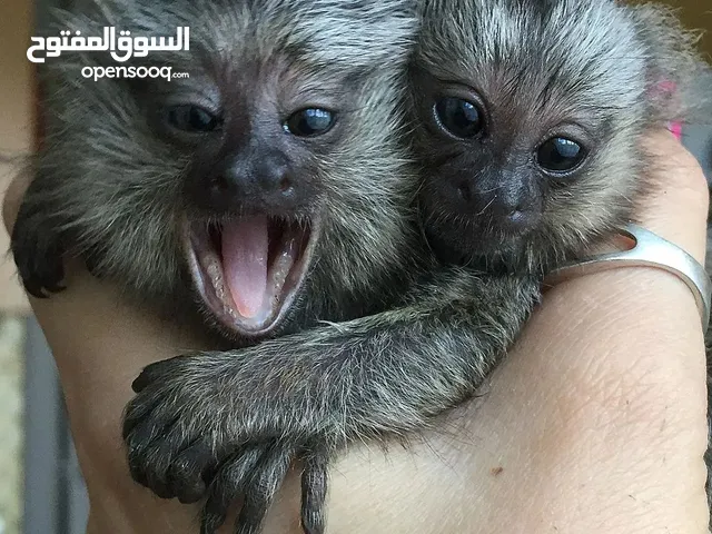 Hand Raised Marmoset Monkey for Sale