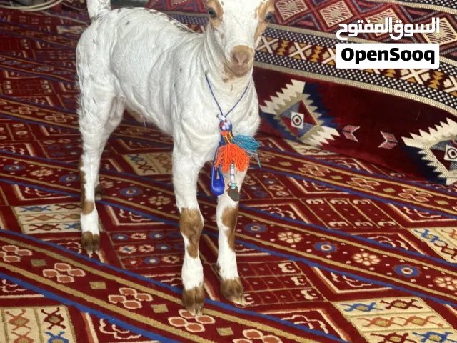 تيس صلالي العمر 10 ايام