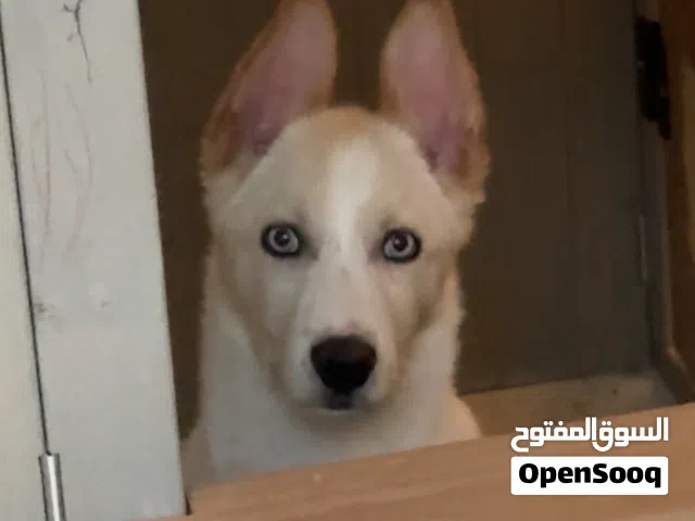 Siberian Husky x German shepherd