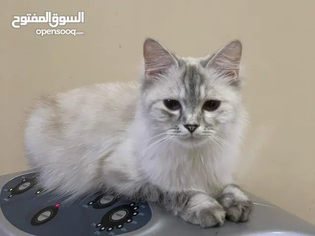 قطه هملايا للتبني