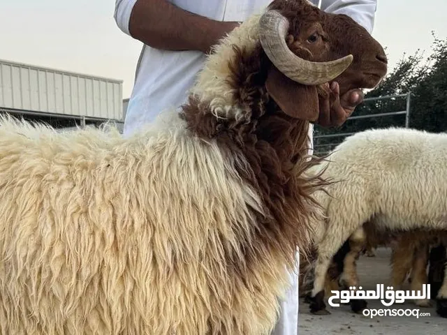 goat cheep eid اغنام غنم اضحيه  مواشي