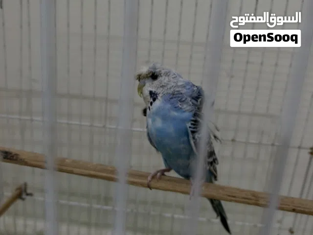 نثية هاجرمو مع القفص