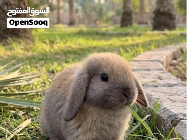 أرانب متونوعه