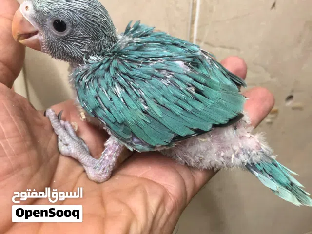 للبيع فرخ بيبي متوه هولندي لون تركوازي