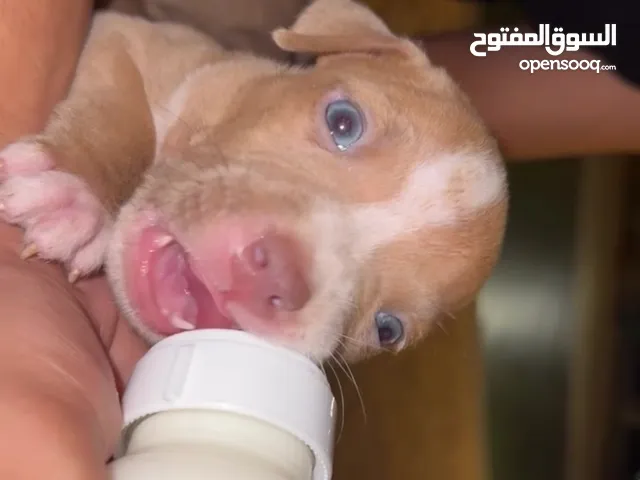 كلب امريكن بولي مطلوب لونه