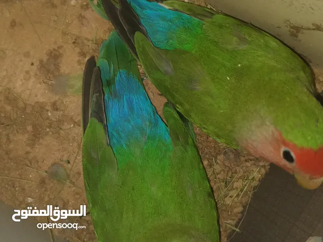 غندورات مراوس بطيور هاجرمو اي شي