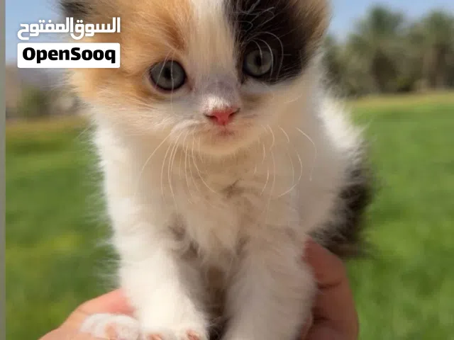 قطط شيرازيات