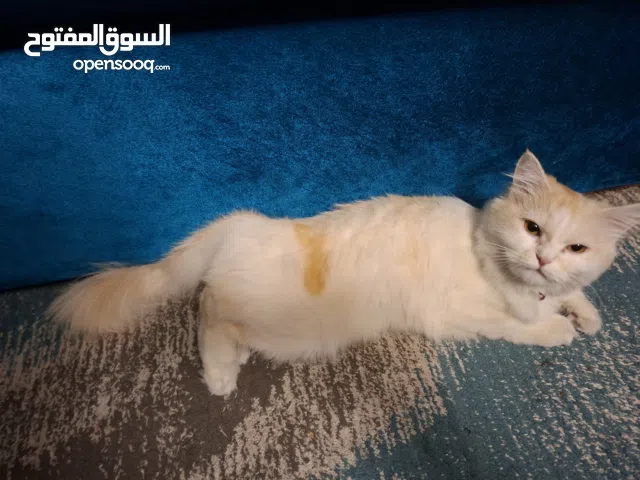 قطه شرازي للبيع سنه وست شهور معاها اللتر بوكس وفرشه ليها وبودر شامبو و مجرف وي وطبق الاكل والشرب