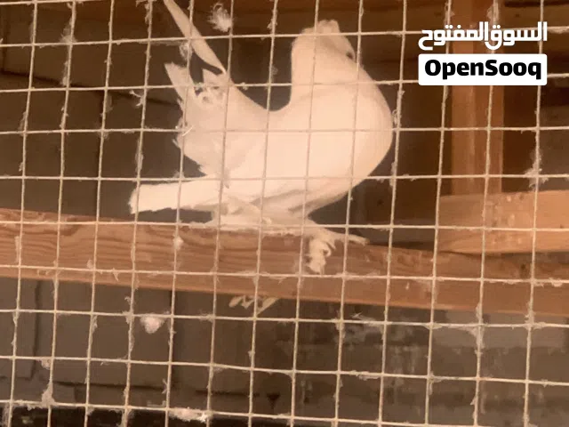 حمام عرايس
