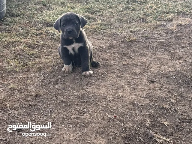 كني كورسو (جراء) cane corso puppies