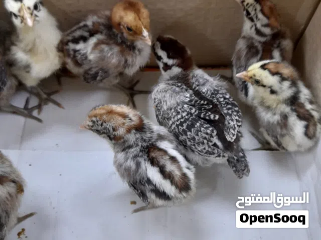 متوفر افراخ فيومي فضي وذهبي نشطات وملقحات عمر اسبوع زوج 5