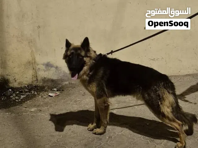 جيرمن للبيع