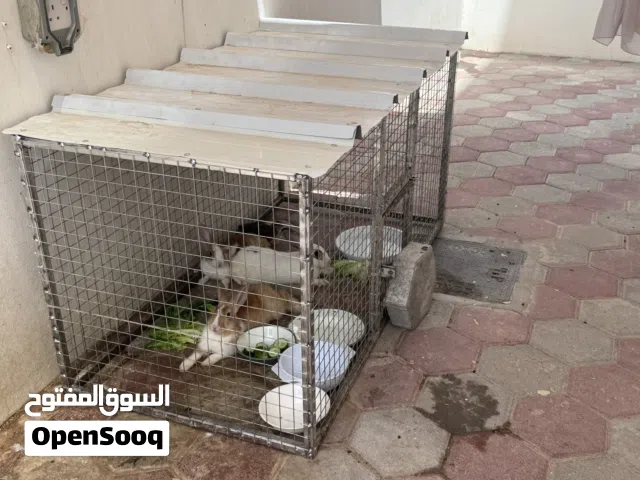 للبيع 3 ارانب مع القفص