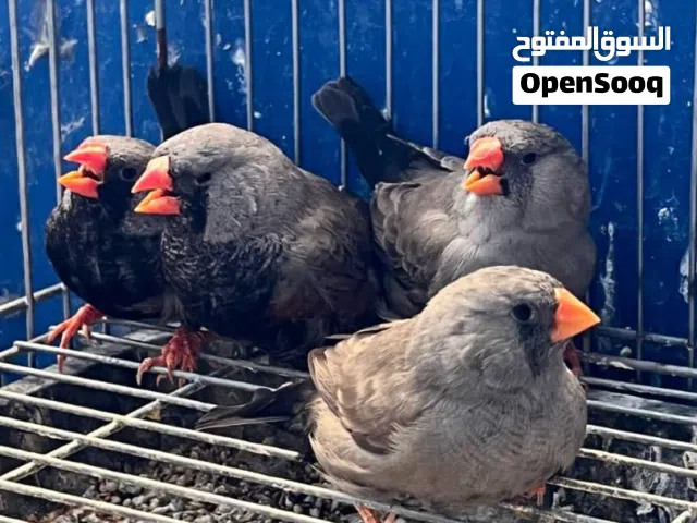 السلام عليكم  الله يبارك  2 كوبيات شاركول قري حجم مكس مظمونات المكان مصراته