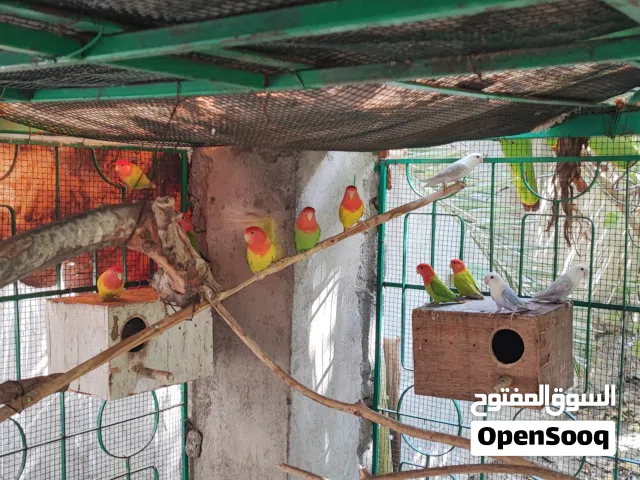 روز اوبلاين ألوان جميلة
