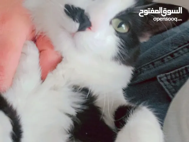 قط شيرازي للتبني بدون مقابل