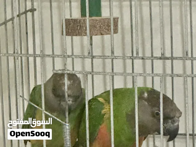 كوبيه سنغالي تبارك الرحمن