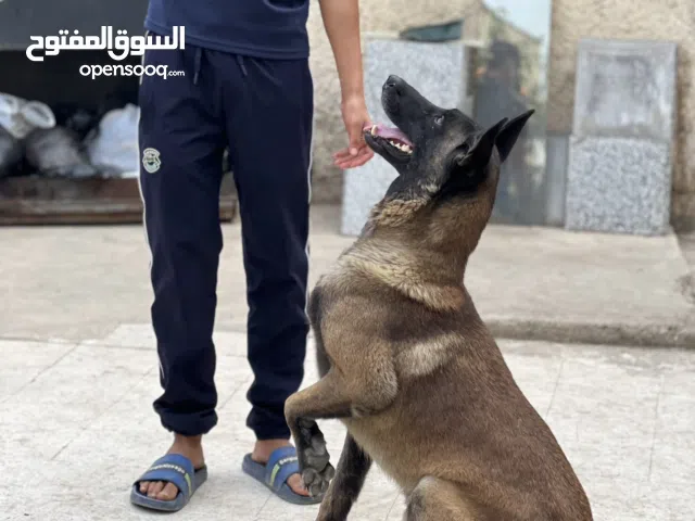 كلب منيلوا للبيع عمرو عامين او 7 شهر