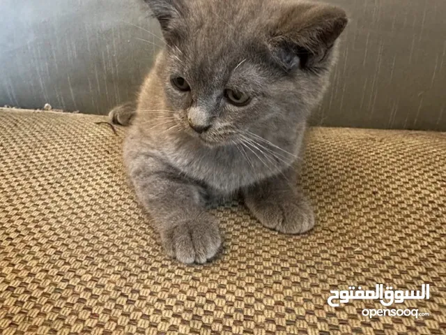 ابي قطوه صغيره نفس الي بالصوره للتبني