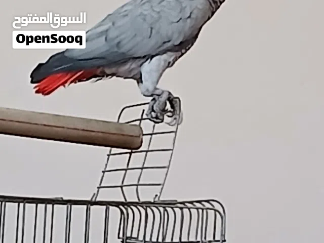 ببغاء زنجباري