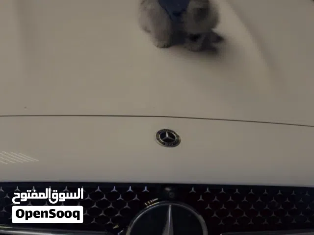 كلب بومرينيان