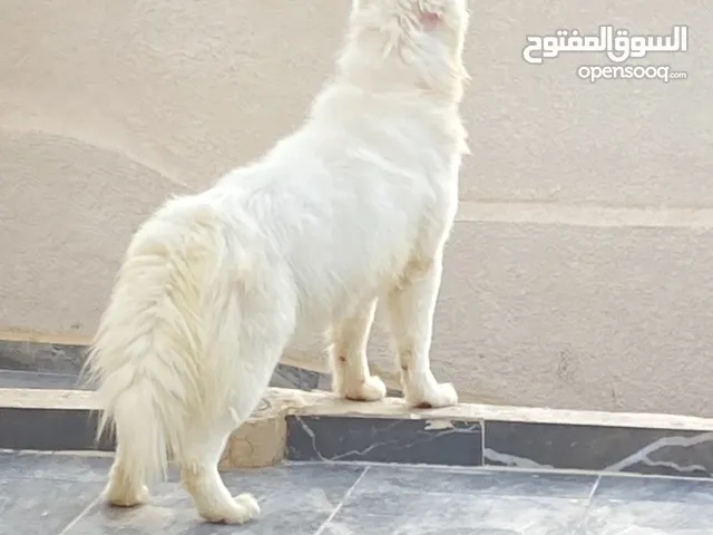 كلب سامويد