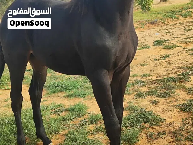 فلو للبيع الموقع سوق الخميس امسيحل فلو تراكيب بسم الله ماشاء الله ابن الفحل فخر الساحل له مستقبل جيد