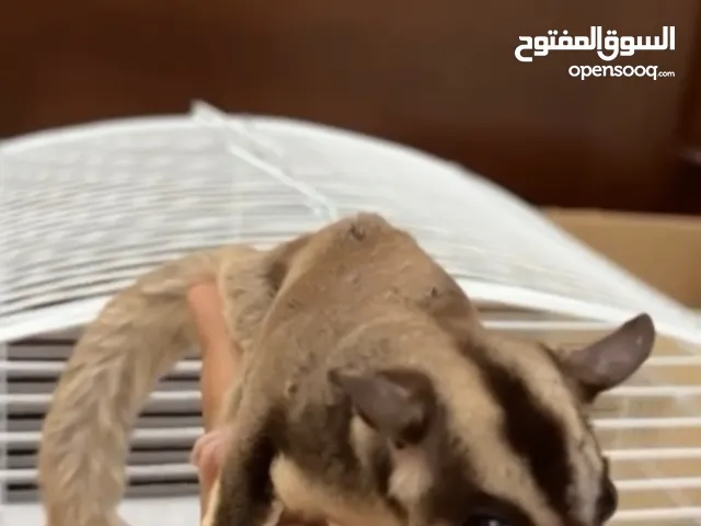 Female Sugar glider