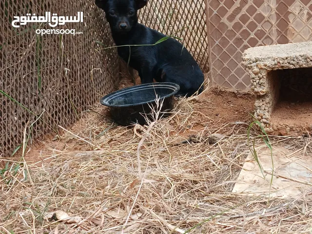 كلب شيواوا انثي