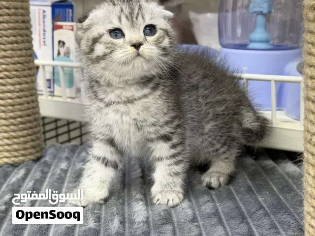 تبارك الله  هملايا شورت هير وسكوتش عمر شهرين صحه فل ب اذن الله  ( شوف الاعلان كامل)