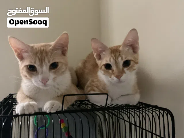 قطط للتبني