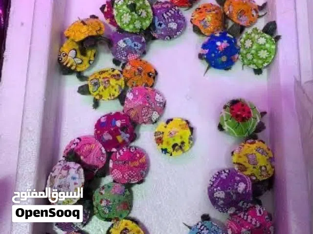 سلاحف البرمائية