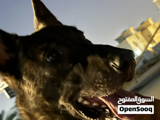 عندي جلب Malinois