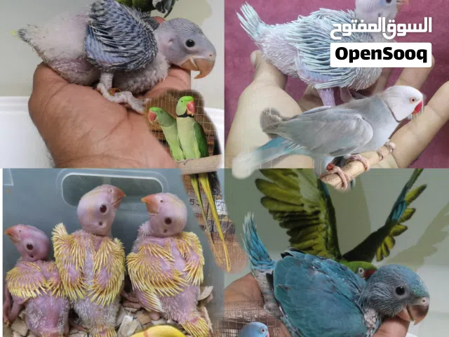 الدره المطوقه_متو