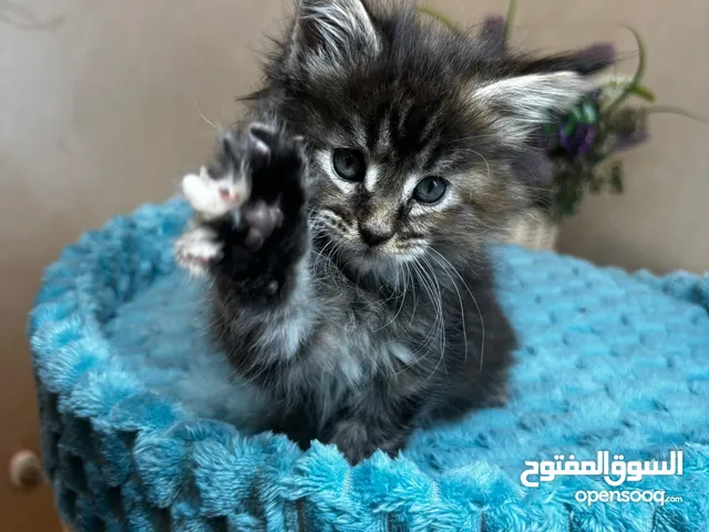 قطط ماين كوون .. بيور ... اصليه