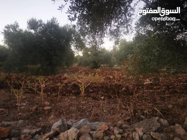 ارض مميزة للبيع في جيوس مساحات متعددة طابو منطقة بي..